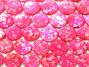 18-20mm Ultra Hot Pink Speckled Shell Coin